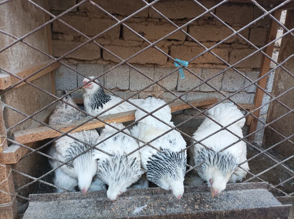 Zotli Brama  tovuqlari sotiladi 5ta tovuq