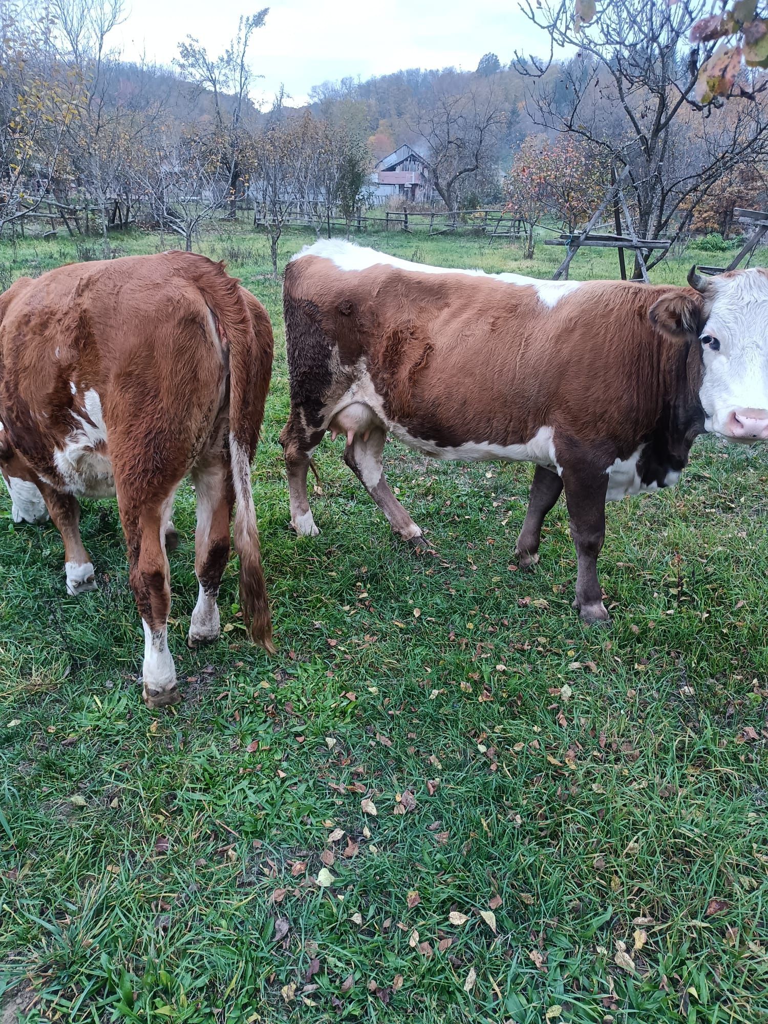 Vând două vaci bălțată româneasca