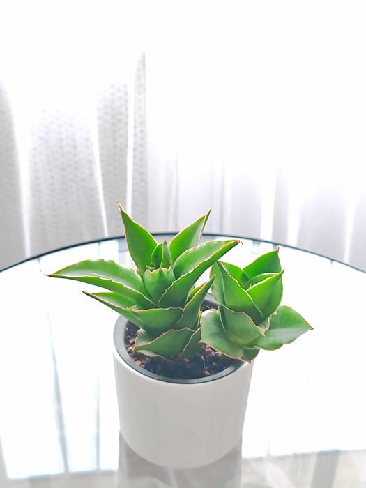 Сансевиерия Темпл Краун