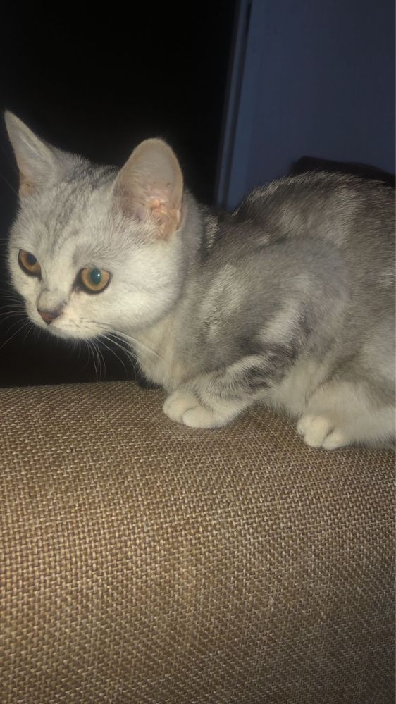 Котенок в добрые руки