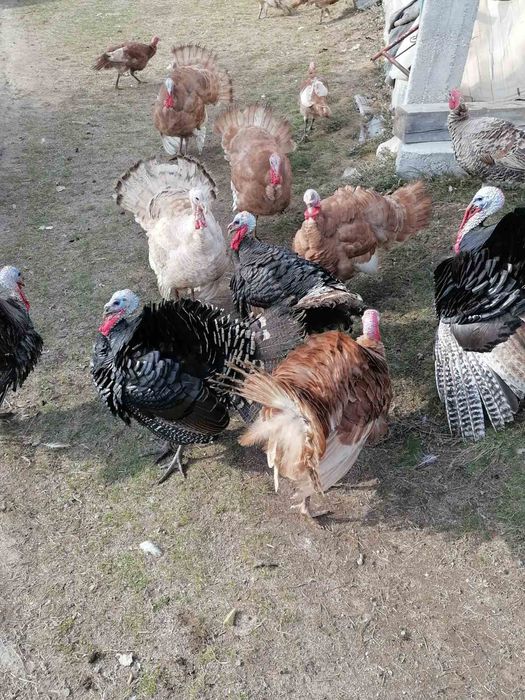 Продавам домашно гледани пуйки пуяци