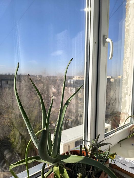 Продам кусты алое
