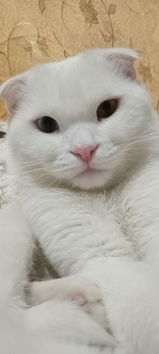 Вязка мушук кўпайтириш учун эркак 2 ёш соғлом