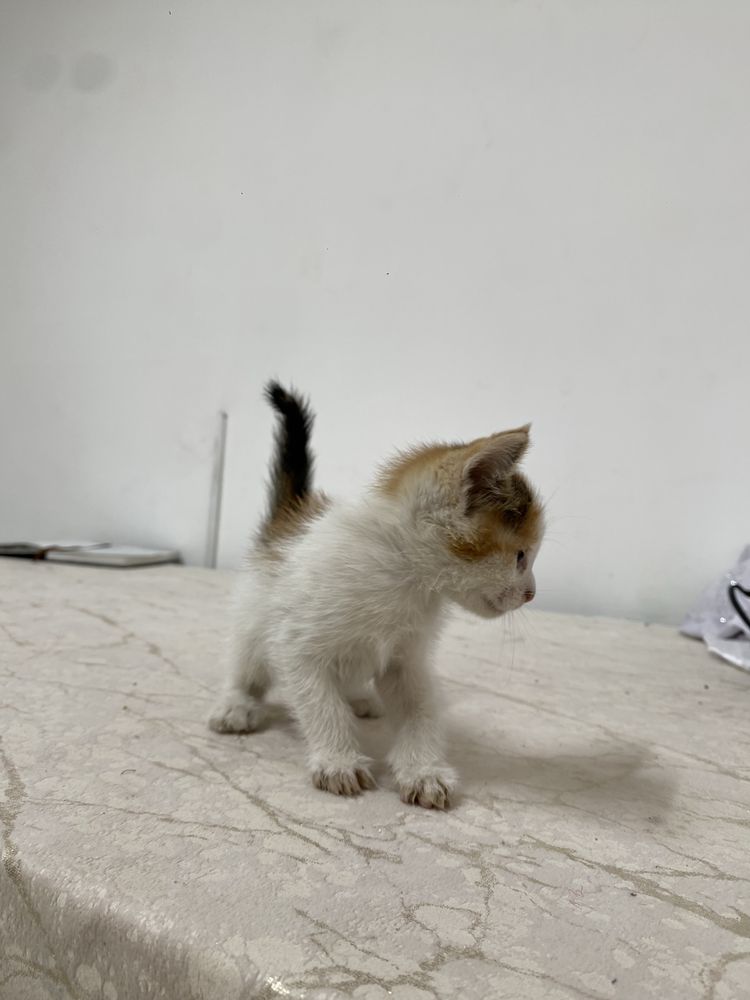 Бесплатное кошка
