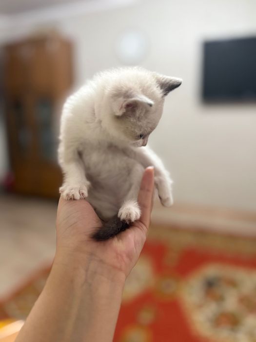 Отдам котенка мальчик 2 месяца