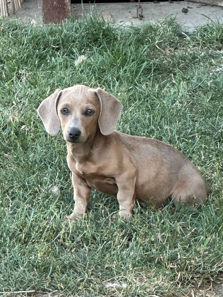 Teckel terrier fetita