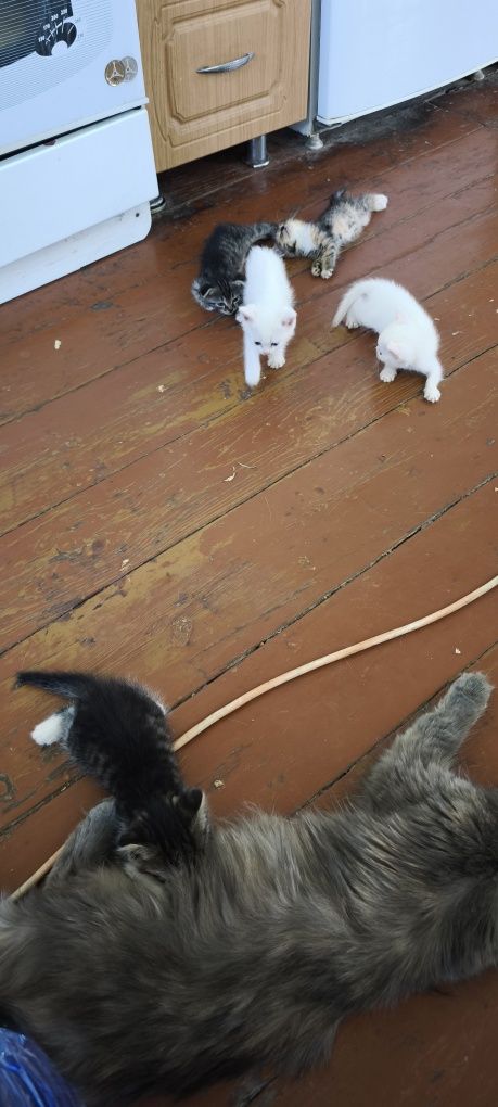 Отдам бесплатно котят