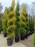 Plante ornamentale