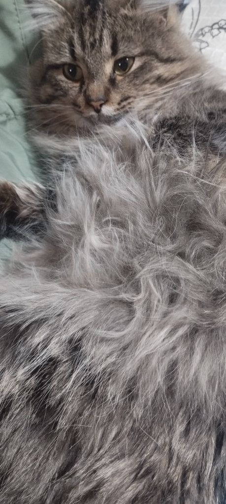 Кот Барсик помесь