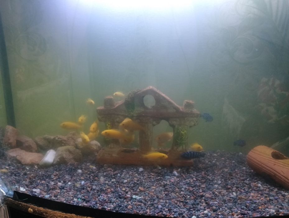 donasi 35 mindan azgina otib beraman