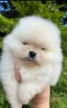Pomeranian 2 luni