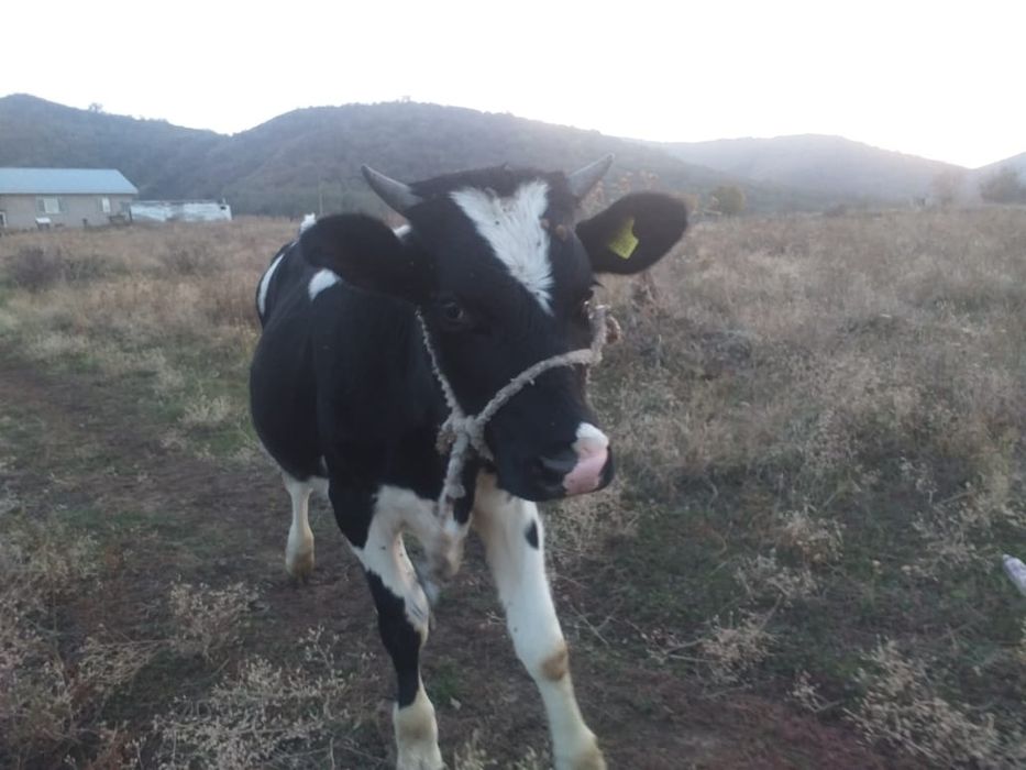 Продам бычка годовалый порода-черный пёстра