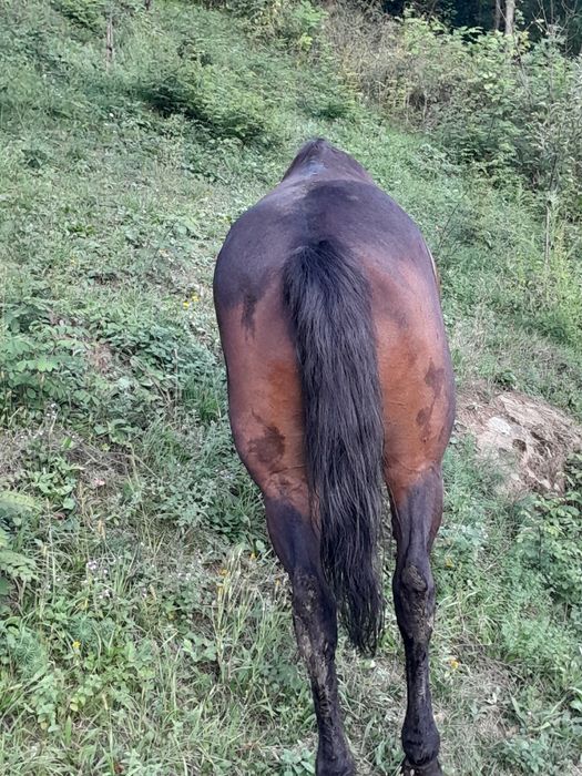 Cal de vânzare p