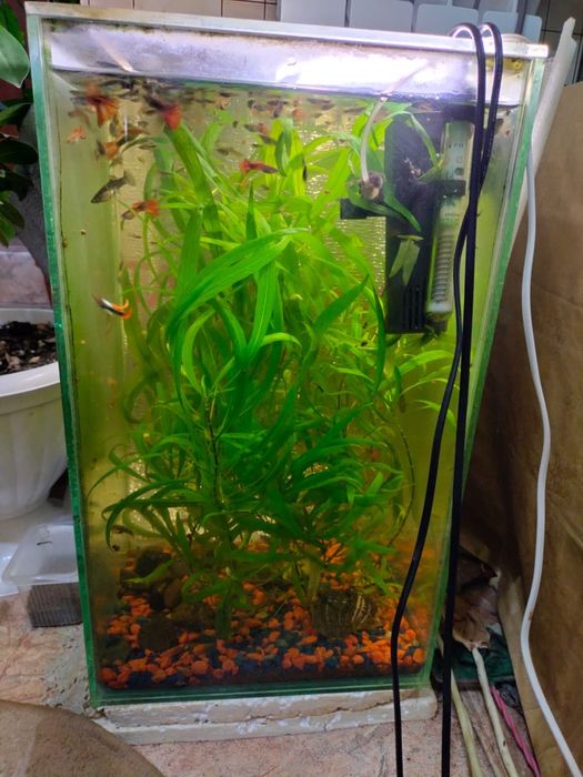Продам аквариум 50 литровый с рыбками гуппи