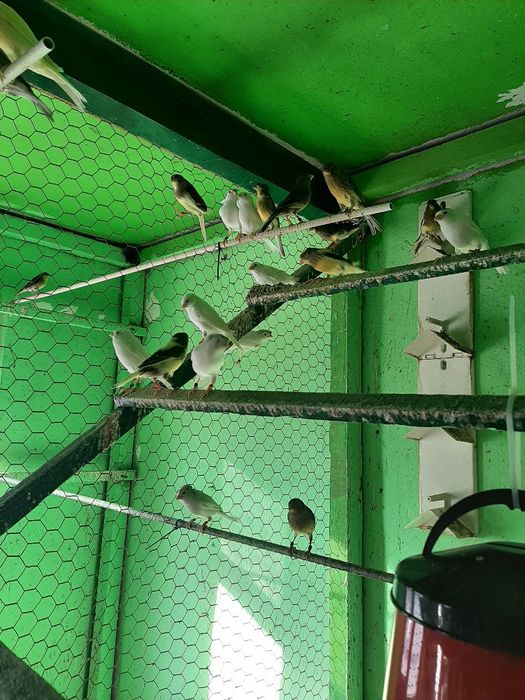 Canari femele rasa ORPHEUS