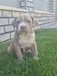 American Bully XL