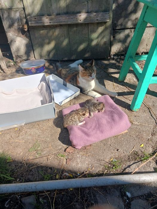 Donez pisică  de casă cu doi pui mici ..