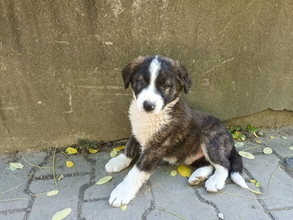 Cătelus băiat caută stăpân(ADOPTIE)