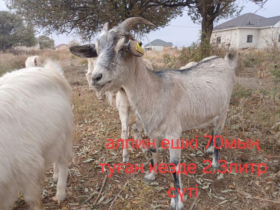 Ешки сатылады 11бас ургашы 2 бас теке