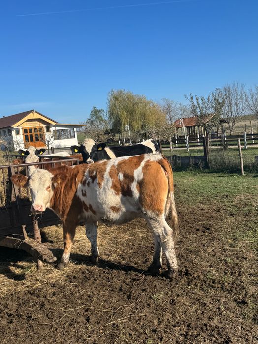 Vând vaci bălțate și holstain