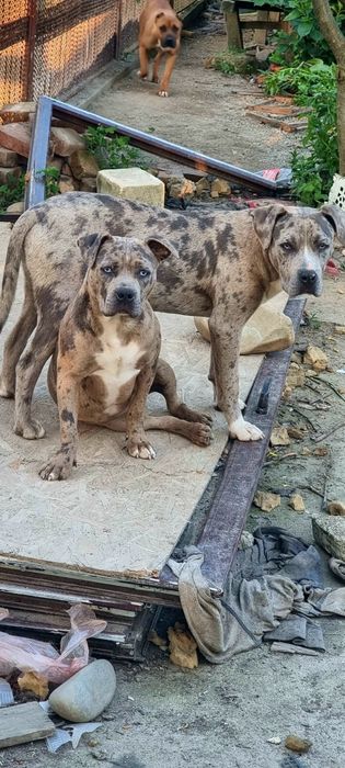 Puiuți American bully