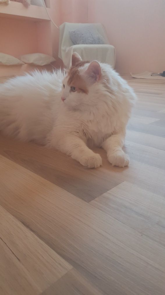 Хотел за котки в Пловдив