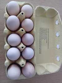 ouă pentru incubat  Australorp