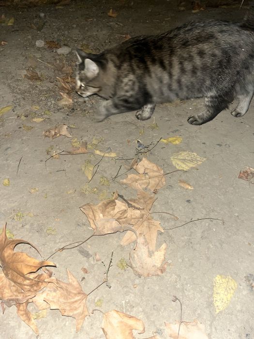 Chiroyli aqlli qiz bola mushuk hadyaga beriladi