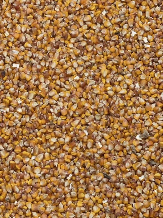 Vand Porumb boabe 1 leu /kg.