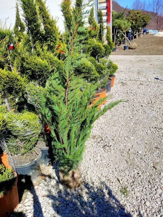 Leylandii 1-5 m | Gard Viu Verde Tot Timpul | Transport & Plantare