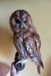 trofeu-trofee-naturalizat-impaiat-taxidermie bufnita Waldkauz Germania