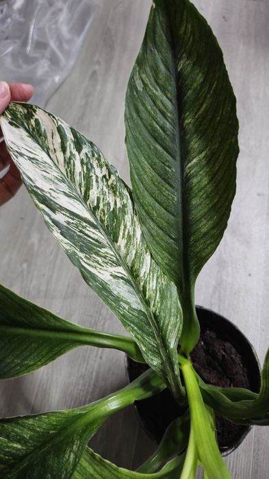 Спатифиллум Канифоль сенсация вар