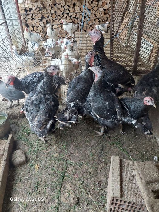 Curcani de vanzare și gaini sussex HD vaccinate la timp și deparazitat