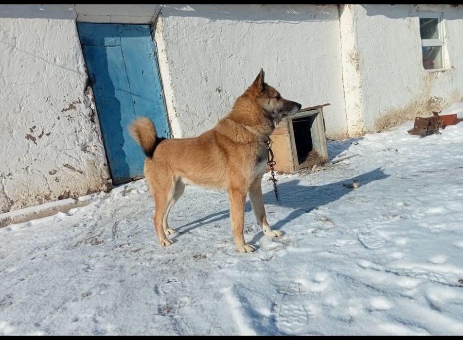 Продам Лайку зсл