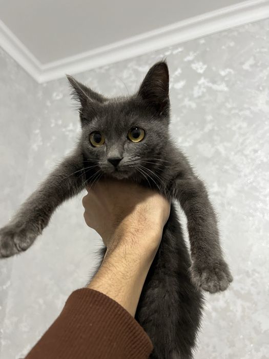 Русская Голубая кошка