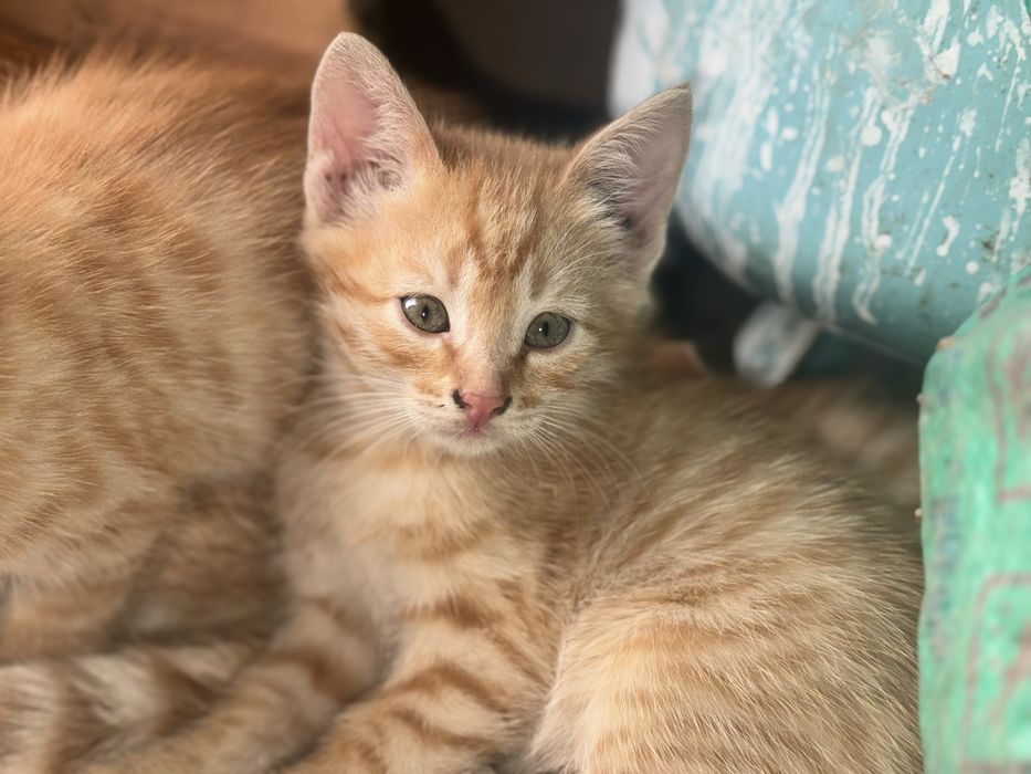 Отдам кошку и котят в хорошие руки