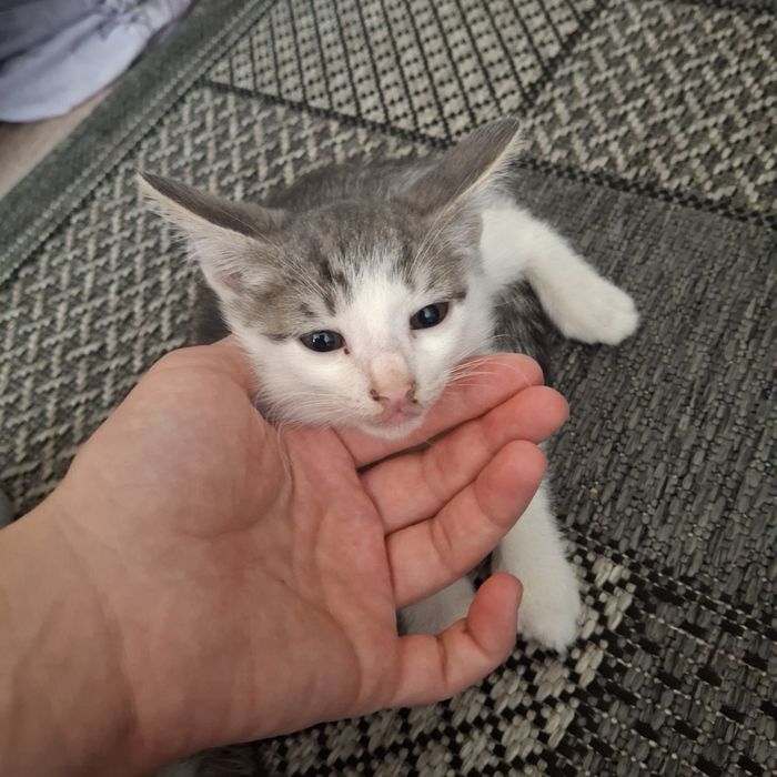 Отдам в хорошие руки котят