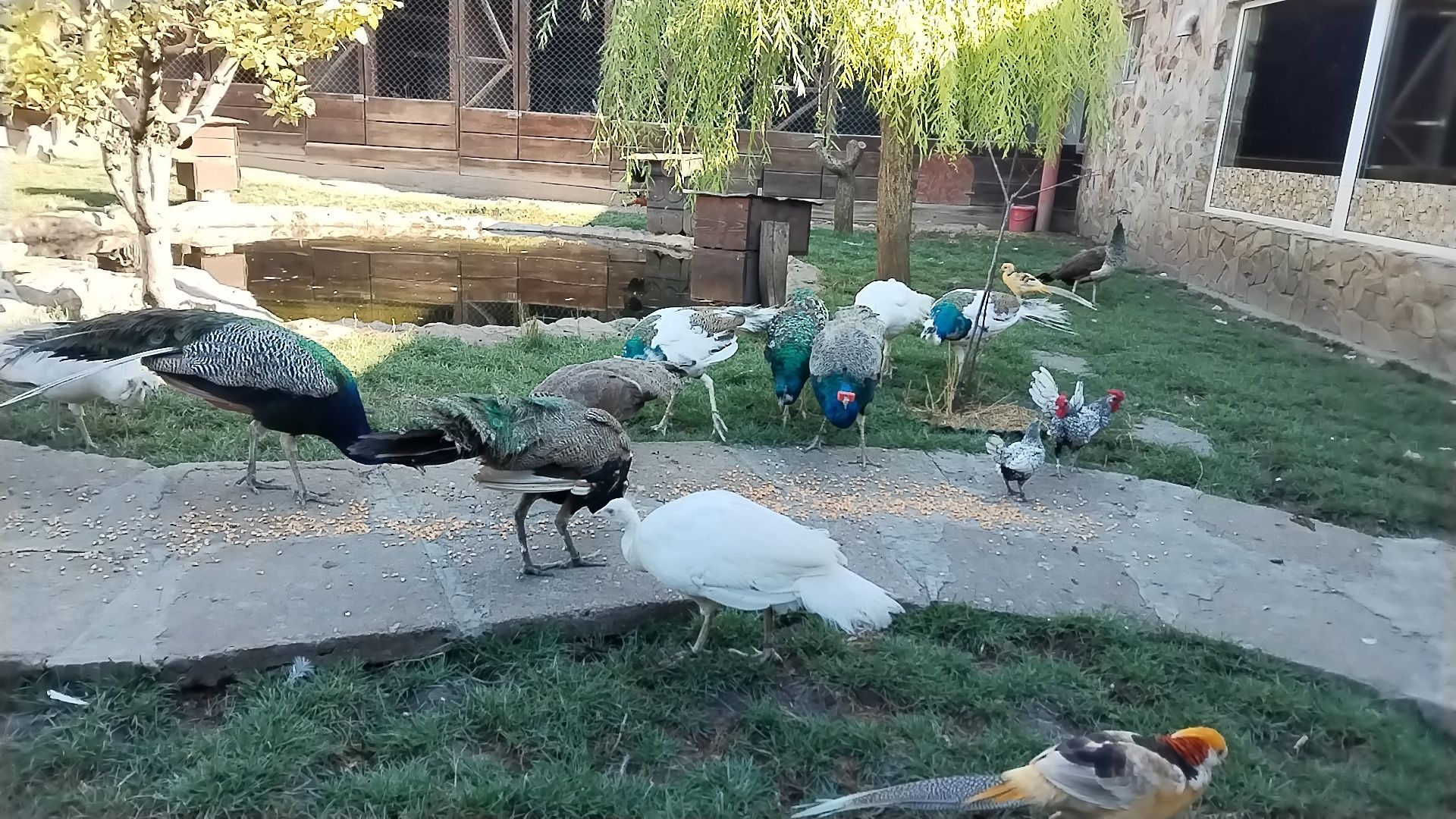 Păuni maturi, albi, standard, umăr negru, Arlechin.