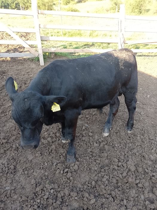 Tăurași de angus cu origine