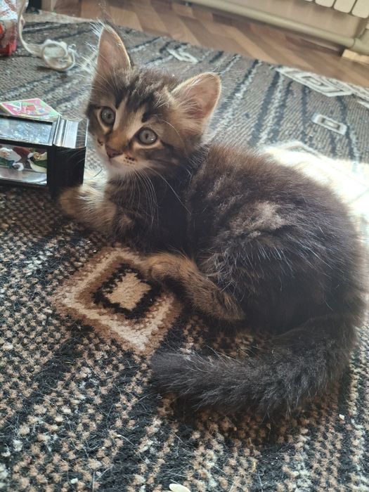 Отдам котят в добрые руки