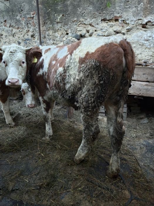 Vand 2 junici baltate