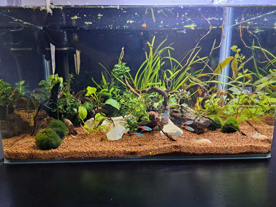 Amenajari/mentenanta acvarii Bucuresti