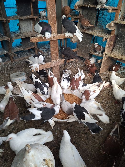 Vand porumbei incaltati