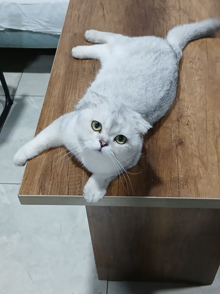 Котята британские