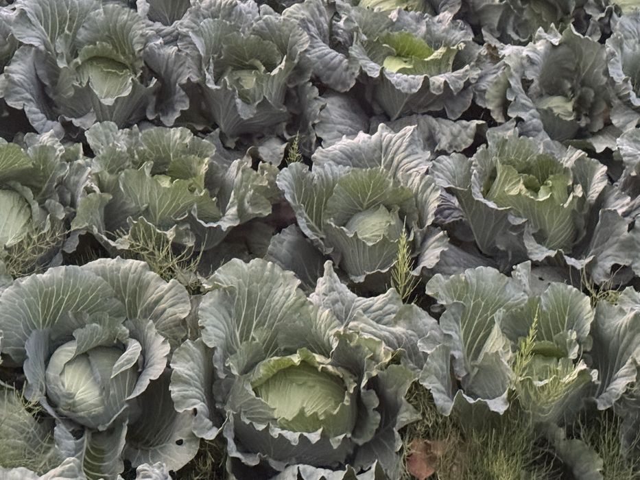 Varză gunma pentru murat. Varză murată 3,5kg