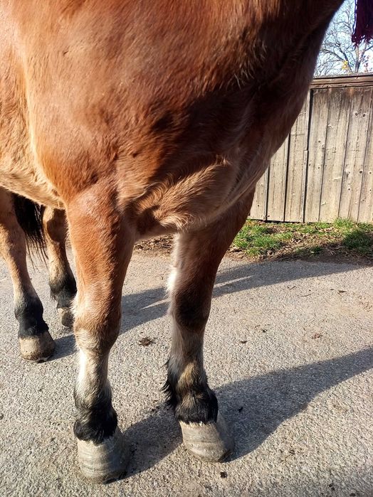 Cal de 3 ani Boghis Sālaj