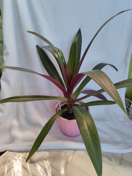 Рео покрывальчатое — крупный эффектный куст