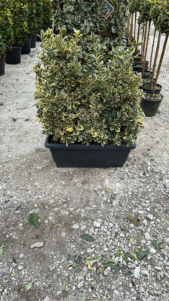 Evonymus plante decorative