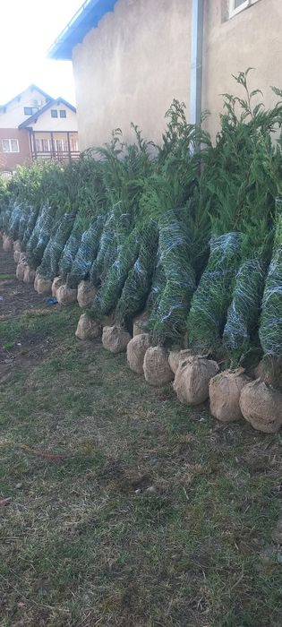 Leylandii 2.5m- 2.5m gard viu/ gazon rulou sport/ calitate premium