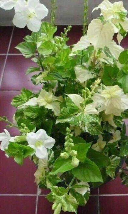 Продам комнатные цветы